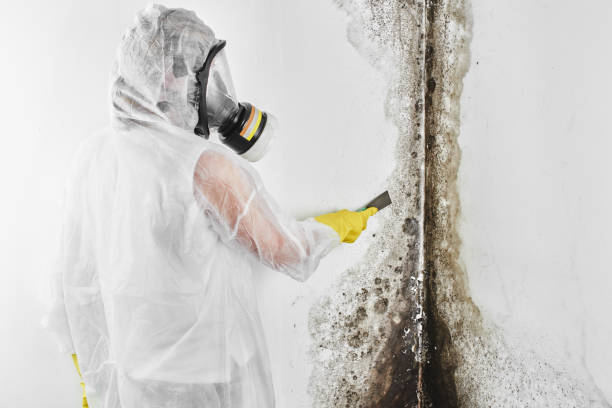 Mold Remediation for Vacation Homes in Ashland, WI