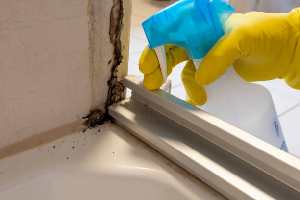 Mold Documentation for Insurance Claims in Ashland, WI